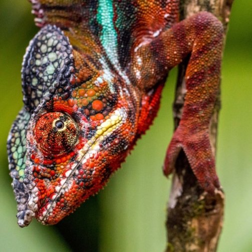 Cameleon Panthère