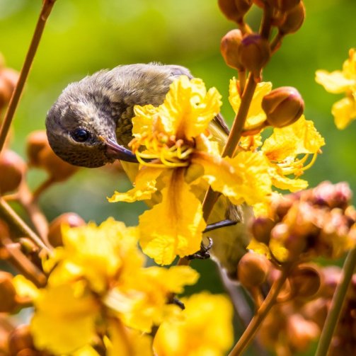 Madagascar sunbird, Cinnyris notatus.