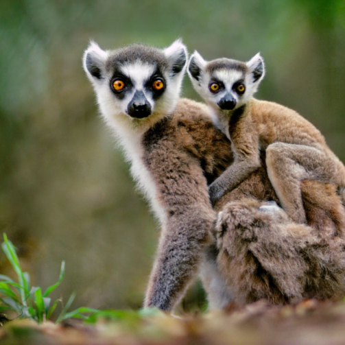 Lanting_Ring_Tailed_Lemur_Baby_Myri Tour