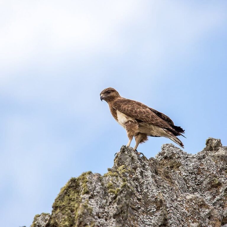 Voyage Ornithologique